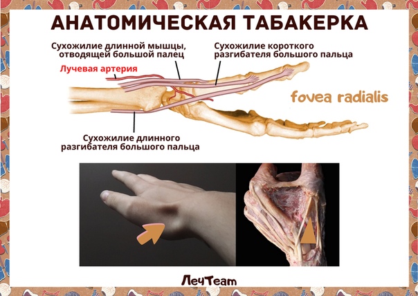 АНАТОМИЧЕСКАЯ ТАБАКЕРКА или ЛУЧЕВАЯ ЯМКА.. | ЛечTeam - ШКОЛА МЕДИЦИНЫ ...