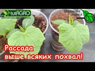 КЛАДУ ВСЕГО ПОЛСТАКАНА НА ВЕДРО ЗЕМЛИ И РАССАДА ТОЛСТАЯ, КРЕПКАЯ, просто загляденье!
