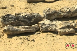 Wadi Al-Hitan (Whale Valley) (UNESCO/NHK)