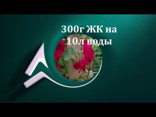 ПЛЕТИСТУЮ РОЗУ ГОТОВИМ К ЗИМОВКЕ. НАЧИНАЮЩИМ