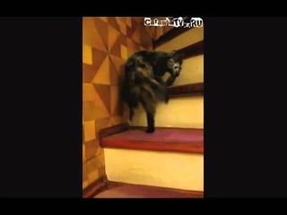 Кошак и винтовая лестница