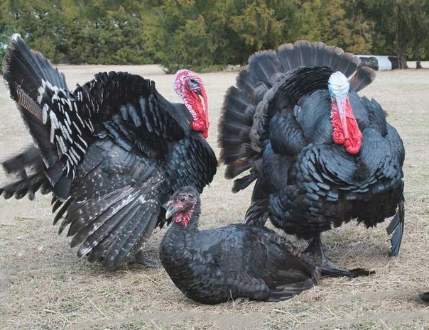 Северокавказские индюки. Северокавказская бронза индюки. Индейка бронзовая широкогрудая bronze -708. Индюшка северокавказская бронзовая. Индюки порода северокавказская бронза.