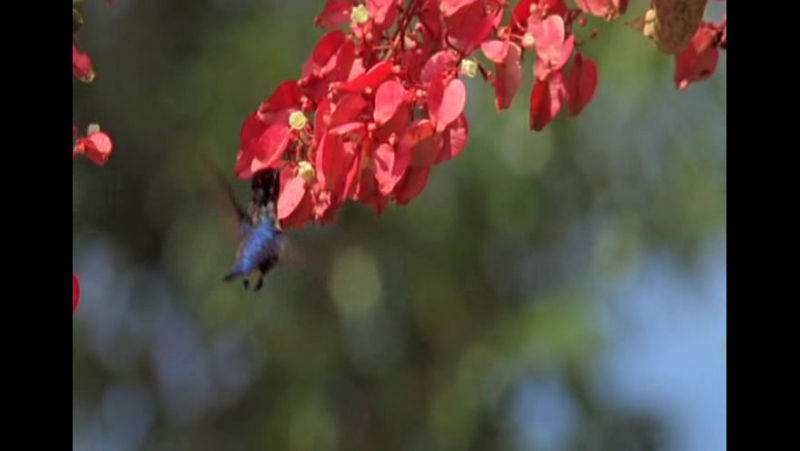 BBC Natural World 2005 Cuba, Wild Island of the Caribbean DVDrip ( Xvi