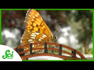 Why Would a Butterfly Need a Bridge
