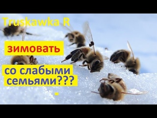 #Пчёлы. Проблемы, которые ждут любителей, зимовать со слабыми семьями. Стоит ли рисковать