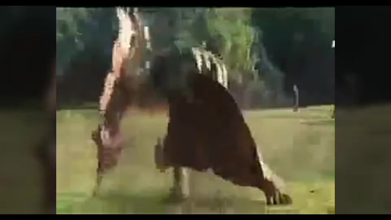клипы