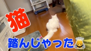 猫踏んじゃった！