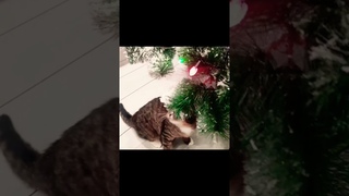 Увольняйся #cat #юмор #приколы #смех