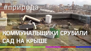 18-летний сад на крыше уничтожили коммунальщики