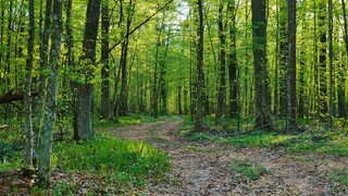 Forest Birdsong, Sounds Nature. Sounds of spring nature, for relax, and sleep. 12 hours