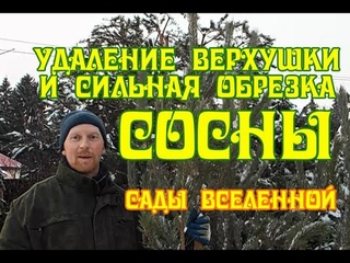 Александр Петров. Удаление верхушки и сильная обрезка сосны
