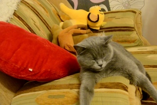 Cat’s Mannequin Challenge (Кошкин Манекен Челлендж)