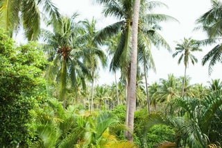 Maenam Hills Samui 2015