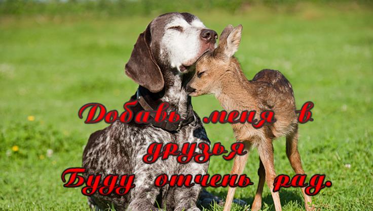 картинка добавь в друзья
