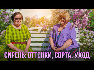 На даче. Сирень: оттенки, сорта, уход