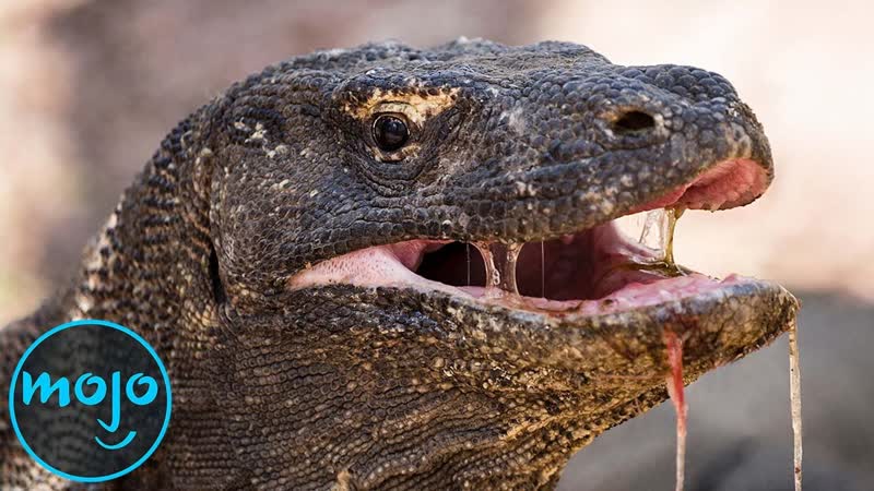 Top 10 Most Dangerous Reptiles on