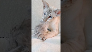авторитет...  #pets #юмор #beautiful #cat #прикол #ориенталы #котики #котраф
