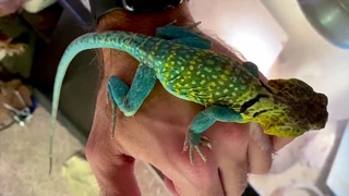 Collared Lizard Eggs 2020