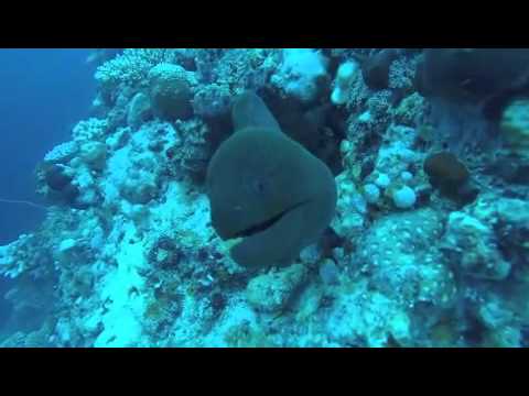 MALDIVES ABYSS UWE APRIL