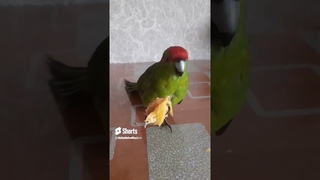 косточка лучшая сладость#shors #kakariki