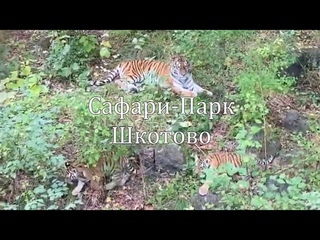 Сафари-Парк Шкотово под Владивостоком