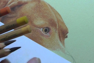How to Draw a Dog’s Eye in Pastel Pencils