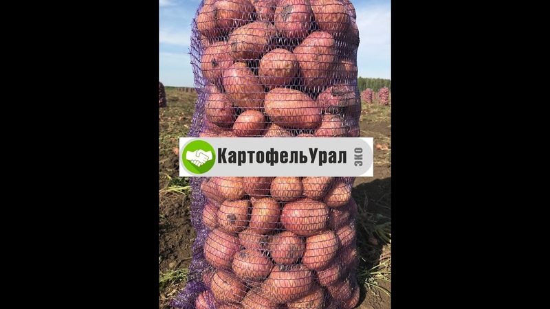 Картофель 2020 дозрел. Заготовка и хранение. Сорта Артемис,