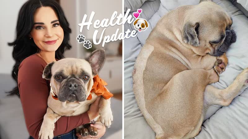 My Dog Had Emergency Surgery IVDD: What You Need to