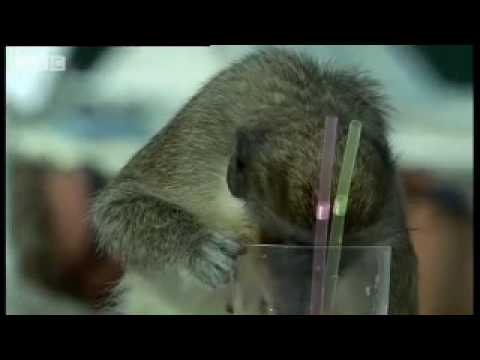 Drunk monkeys mirror people BBC