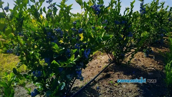 зеленные культуры в огороде. спанбонд клубника грядка. конопля на сахалине. голубика садовая кусты плантация. фундук в беларуси выращивание.
