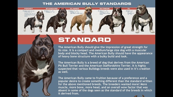 ABKC classes: Determine what class your bully belongs