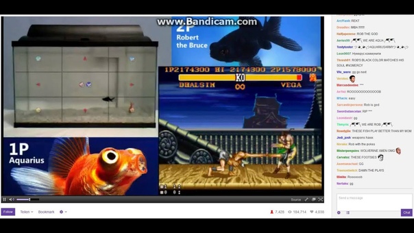 Fish plays