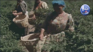 صباح بريحة الياسمين وبساطة زمان - ريف مصر 1971