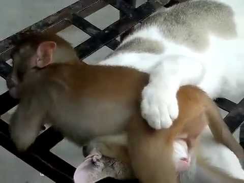 Cat and monkey best