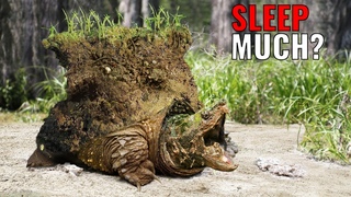 9 Most Incredible Cases Of Animal Hibernation