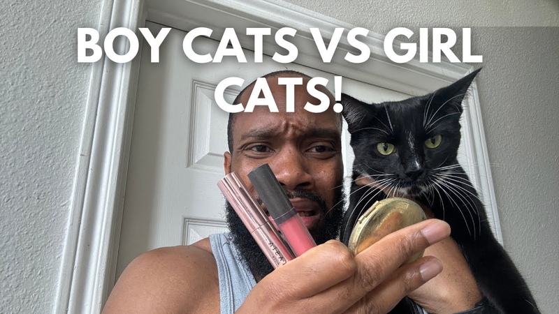 BOY CATS VS. GIRL