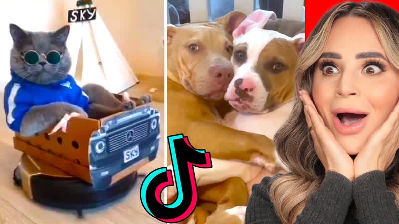 Cute Animals on Tik Tok That Will Make You
