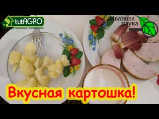 ТЕПЕРЬ Я ЗАСАЖУ ЭТИМ КАРТОФЕЛЕМ ВЕСЬ ОГОРОД! Сорт Сарпо Мира - РЕАЛЬНО (!!!) не болеет фитофторозом!