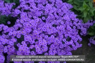 Астры - звезды осени!