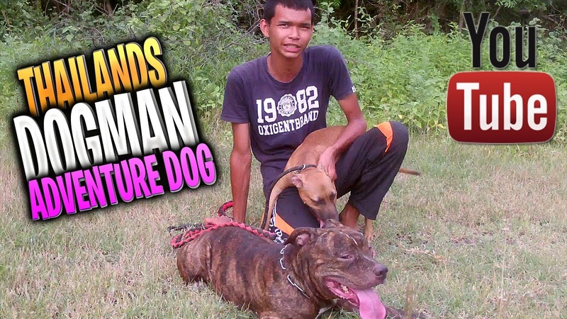 THAILANDS DOGMAN THE ADVENTURE