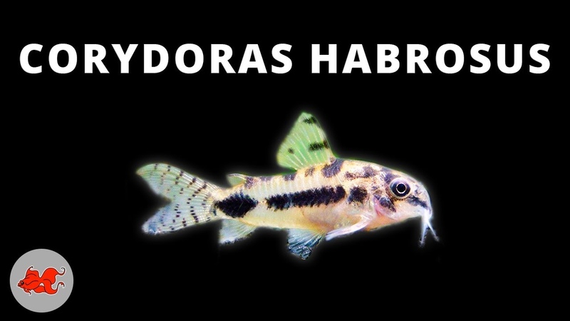 Corydoras