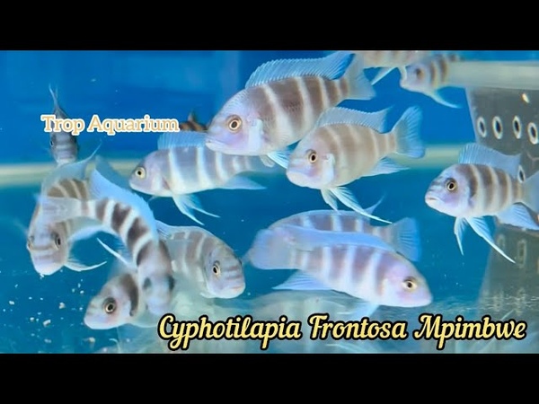 Tanganyika Specials ( Frontosa, Alto Tropheus) Part 1, 2 Trop Aquarium (