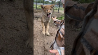 Lady of the Wolves  Wolf cub attacks human cub  #lizwi #joezi #wolf #arcticwolf #greywolf
