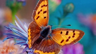 12 Hours  of Beautiful Relaxing Music, Peaceful  Instrumental Music Butterfly Garden by Tim Janis