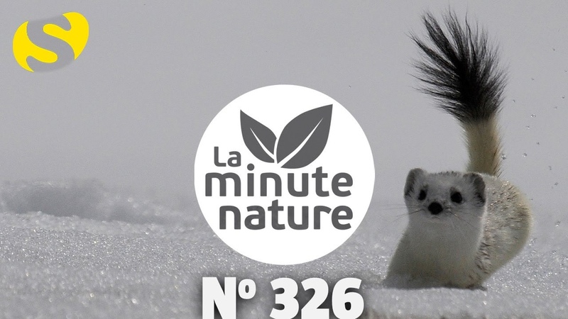 JOYEUSE HERMINE ( No