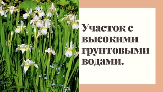 Особенности проектирования садов при высоком уровне грунтовых вод. Советы ландшафтного дизайнера.