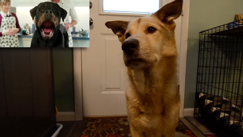 Zeev Reacts to the Show Dogs