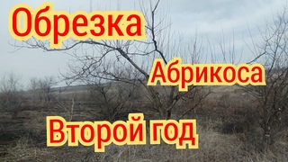 Обрезка запущенного абрикоса. Второй год после омоложения.