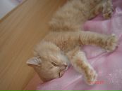 №4 Элиза Толстолуцкая 11.10: профиль, фото, статус - ВКонтакте №4 Элиза Толстолуцкая 11.10: профиль, фото, статус - ВКонтакте