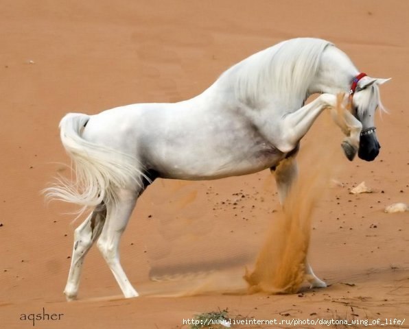 Ирина Сорнева | Москва